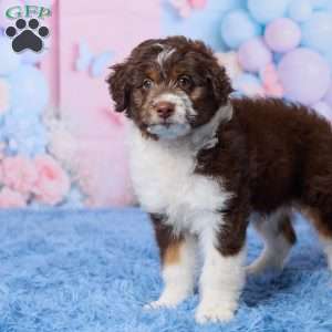 Casper, Mini Aussiedoodle Puppy